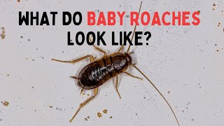 What Does a Baby Cockroach Look Like Real Examples [upl. by Dilisio882]