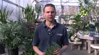 Caring for a Schefflera Plant [upl. by Vogeley]