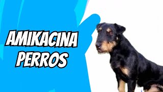 amikacina en perros [upl. by Sucramraj]