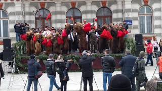 Reprezentatia Ursilor de pe Valea Trotusului DofteanaDarmanestiAsau [upl. by Elocal245]