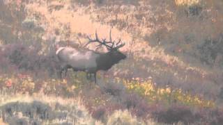 Montana Hunting Company Elk 2012 [upl. by Atoked446]