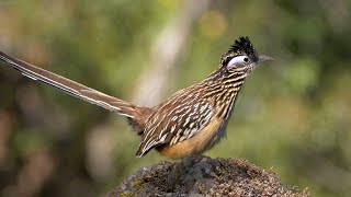 Lesser Roadrunner [upl. by Dewar]