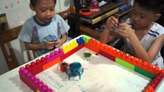 HEXBUG 大戰：《Spider 》vs《Inchworm》20130901 [upl. by Vasily]