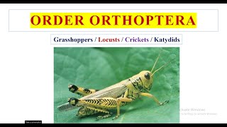 Order Orthoptera [upl. by Lupee]