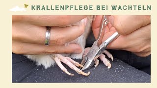 Krallenpflege bei Wachteln  so schneidest du die Krallen deiner Wachteln selber [upl. by Dorreg]