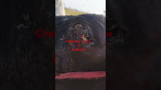 veterinary cow Chemosis in cow ampInfection veternarian eyesinfection indian treatment [upl. by Annahsor]