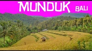 Munduk Bali  Randonnée à Munduk au milieu des rizières [upl. by Eaner]