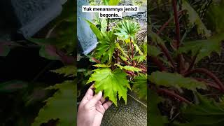 yuk menanam tanaman hias begonia caramenanam [upl. by Rozanna]