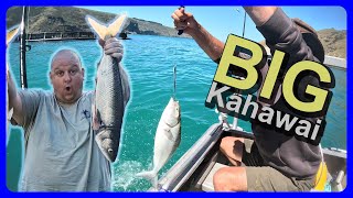 Slaying BIG Kahawai in Akaroa Harbour Part 2 [upl. by Schwab]