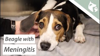 Beagle Not Walking With Meningitis Vlog 8  Southeast Veterinary Neurology [upl. by Anivahs]