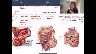 Vascularización Gastrointestinal [upl. by Olshausen78]