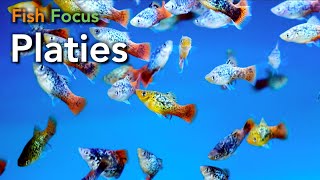 Fish Focus  Platies [upl. by Norrehc]