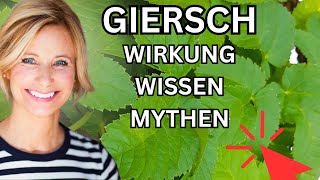 Giersch Wirkung Wissen amp Mythen 🌞 [upl. by Aiset672]