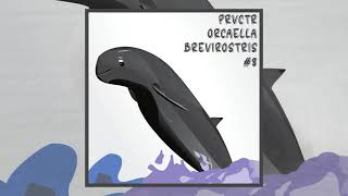 PRVCTR  Orcaella Brevirostris Official Audio [upl. by Resa505]