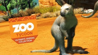 BABY KANGAROO  Zoo Tycoon  Ultimate Animal Collection 15 [upl. by Isawk]