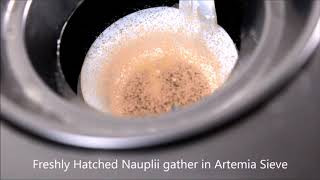 Brine Shrimp Hatchery Dish Instructional [upl. by Antipus]