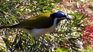 Bluefaced honeyeater  Entomyzon cyanotis [upl. by Tolman]