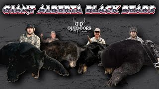 GIANT ALBERTA BLACK BEARS   THE STORY OF BONGO AND KINGPIN [upl. by Fullerton]