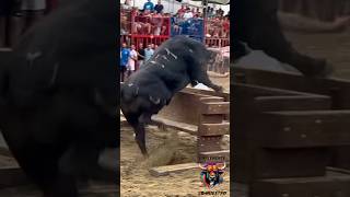 QUE TORO CAMINANTE DE EL CALI EN VILAFAMES [upl. by Alokin]