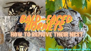 HORNETS How to remove their nest [upl. by Nwotna]