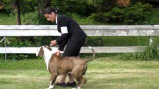 American Bulldog Chopper Junior on the dog show [upl. by Aizirtap]