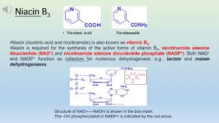 2 Vitamines 2ndLectureمحاضرة الفيتاميناتالجزء الثاني B1B2B3 Niacin [upl. by Hannaj]