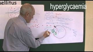 Diabetes 4 Type one and type two pathophysiology [upl. by Artapoelc887]