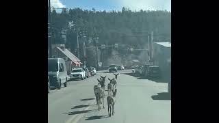 Herd of Deer Cruises Down Colorado Streets [upl. by Nageam]