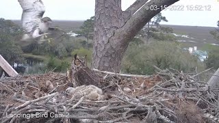 Hawk Attacks Great Horned Owl Nest Female Goes On Alert – March 15 2022 [upl. by Cida]