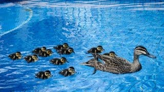 Pacific Black Duck and 11 ducklings in our pool Oct 1st 2012 South Australia [upl. by Suoivart]