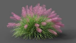 Muhlenbergia capillaris or Muhly grass animation test 25K amp 60 FPS [upl. by Lorrayne]