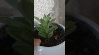 Haworthia Cymbiformis [upl. by Pestana]