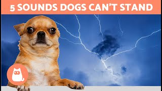 5 SOUNDS That DOGS HATE the Most 🐶🔊❌ Noises That Drive Them Crazy [upl. by Gweneth]