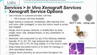 In Vivo Xenograft Service [upl. by Lagiba]