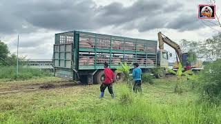 ဝက်မွေးမြူရေးလုပ်ငန်း မှ ဝက်တင်ကားကြီးနှစ်နေပုံ😁 [upl. by Ecinahs]