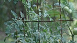 How To Make The Worlds BEST Tomato Cages [upl. by Kenay]