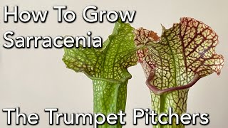 How to Grow Sarracenia  North American Trumpet Pitcher Plant [upl. by Alenoel]