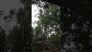 Ocala Florida Hurricane Milton SE Ocala [upl. by Ahsei]