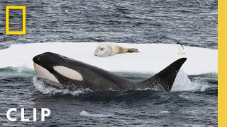 In rare footage humpback whales attempt to disrupt a killer whale hunt in Antarctica [upl. by Fabiola]