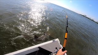 We Chased This Monster Fish Down With The Boat [upl. by Naul]