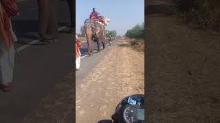 Elephant 🐘 crossingelephant sadhujourney [upl. by Thunell]