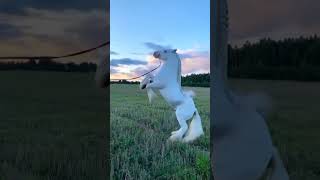 horses nature shortsfeed ytshorts youtubeshorts trending shortsvideo video shorts reels [upl. by Anivad]