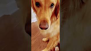 HOME FOR SALE dog goldenretriever ad puppy funnydogs like funny comedyfilms viralvideo [upl. by Rebna876]