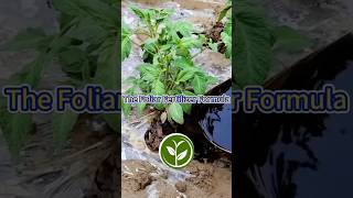 The Foliar Fertilizer Formula shortvideo garden howto youtubeshorts viralvideo agriculture [upl. by Karon]