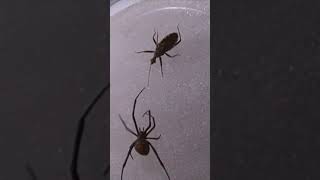 Redback spider vs Assassins Bug Insect fight [upl. by Kirchner]