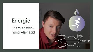 Energiestoffwechsel  Alaktazide Energiegewinnung ohne Laktat  Teil 1  Kreatin und Myokinase [upl. by Aim]