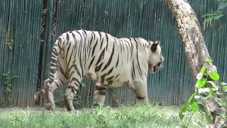 A brief tour of National Zoological Park Delhi India [upl. by Aerehs]