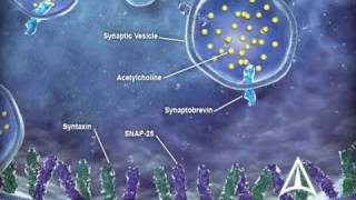 US WorldMeds  Mechanism of Action [upl. by Hurlee993]