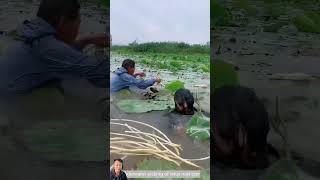 Thu hoạch ngó sen fram farming [upl. by Grossman]