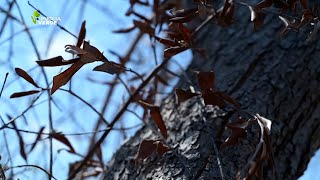 XYLELLA FASTIDIOSA [upl. by Halilad653]